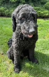 Lost Male Dog last seen Rosewood ests, Chico, CA 95973