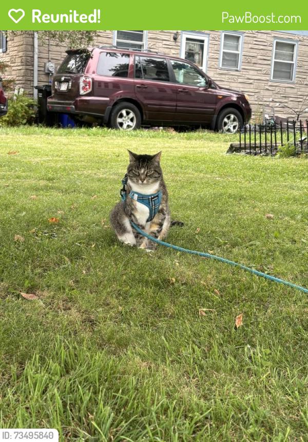 Reunited Female Cat last seen By Reid Golf Course on Fremont, Appleton, WI 54915