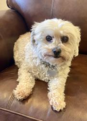 Lost Female Dog last seen La Sierra and McAllister Pkwy, Riverside, CA 92505