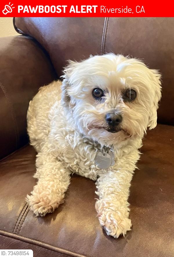 Lost Female Dog last seen La Sierra and McAllister Pkwy, Riverside, CA 92505