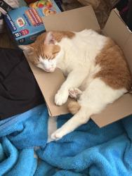 Lost Male Cat last seen Common and utica, Roseville, MI 48066