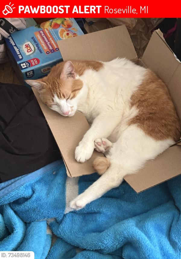 Lost Male Cat last seen Common and utica, Roseville, MI 48066