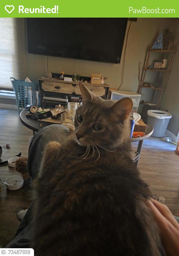 Reunited Female Cat last seen Huff st and willow rd, Hendersonville, NC 28739