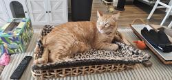 Reunited Male Cat last seen Monamos Terrace apmts, Monroe & Los Alamos, Murrieta, CA 92562