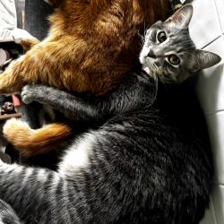 Lost Female Cat last seen Niles road, Old ranch road, Los Gatos, CA 95033
