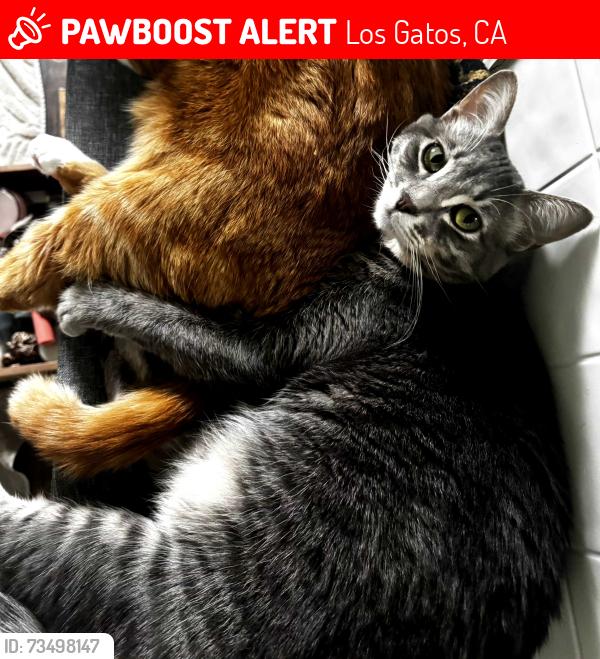 Lost Female Cat last seen Niles road, Old ranch road, Los Gatos, CA 95033