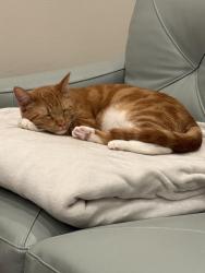 Reunited Male Cat last seen Royal and S Norfolk, San Mateo, CA 94401