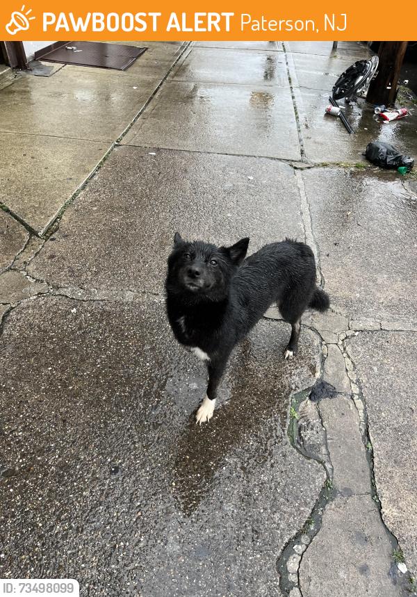 Found/Stray Female Dog last seen Grand street, Paterson, NJ 07501