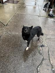Found/Stray Female Dog last seen Grand street, Paterson, NJ 07501