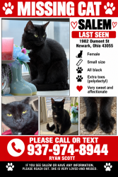 Lost Female Cat last seen Mount Vernon Rd, Newark, OH 43055