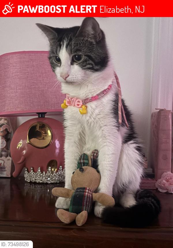 Lost Male Cat last seen Near loomis street, Elizabeth, NJ 07206