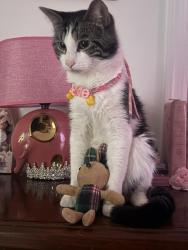 Lost Male Cat last seen Near loomis street, Elizabeth, NJ 07206