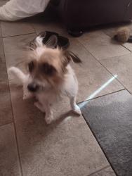 Lost Female Dog last seen Whine banks, Middlesbrough, England TS5 4GB