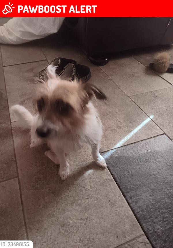 Lost Female Dog last seen Whine banks, Middlesbrough, England TS5 4GB