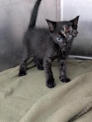 Shelter Stray Male Cat last seen CHARLOTTE, 8315 Byrum Dr, Charlotte, NC 28217, USA