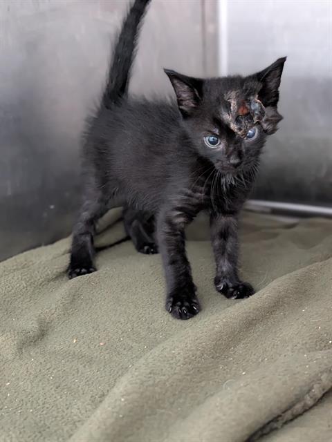 Shelter Stray Male Cat last seen CHARLOTTE, 8315 Byrum Dr, Charlotte, NC 28217, USA
