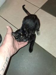 Found/Stray Unknown Cat last seen 10th and 2nd Ave, Council Bluffs, IA 51501