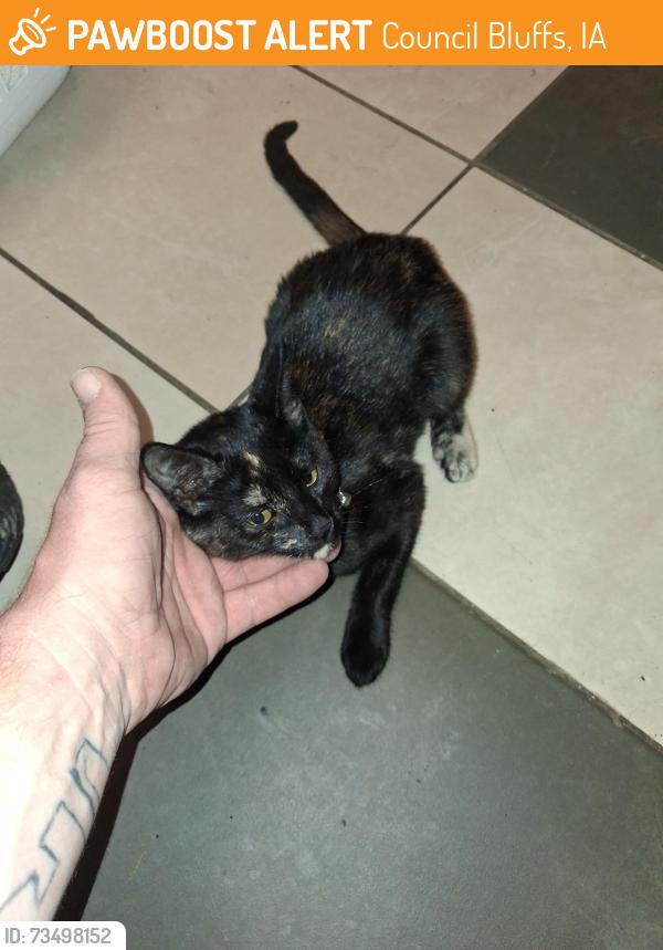 Found/Stray Unknown Cat last seen 10th and 2nd Ave, Council Bluffs, IA 51501