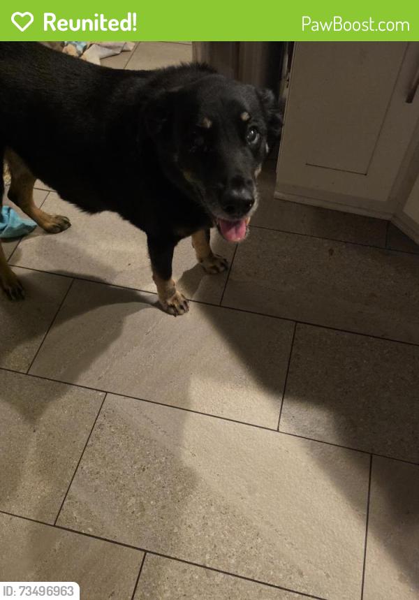 Reunited Male Dog last seen Corner of Indigo dr, Dunedin, FL 34698