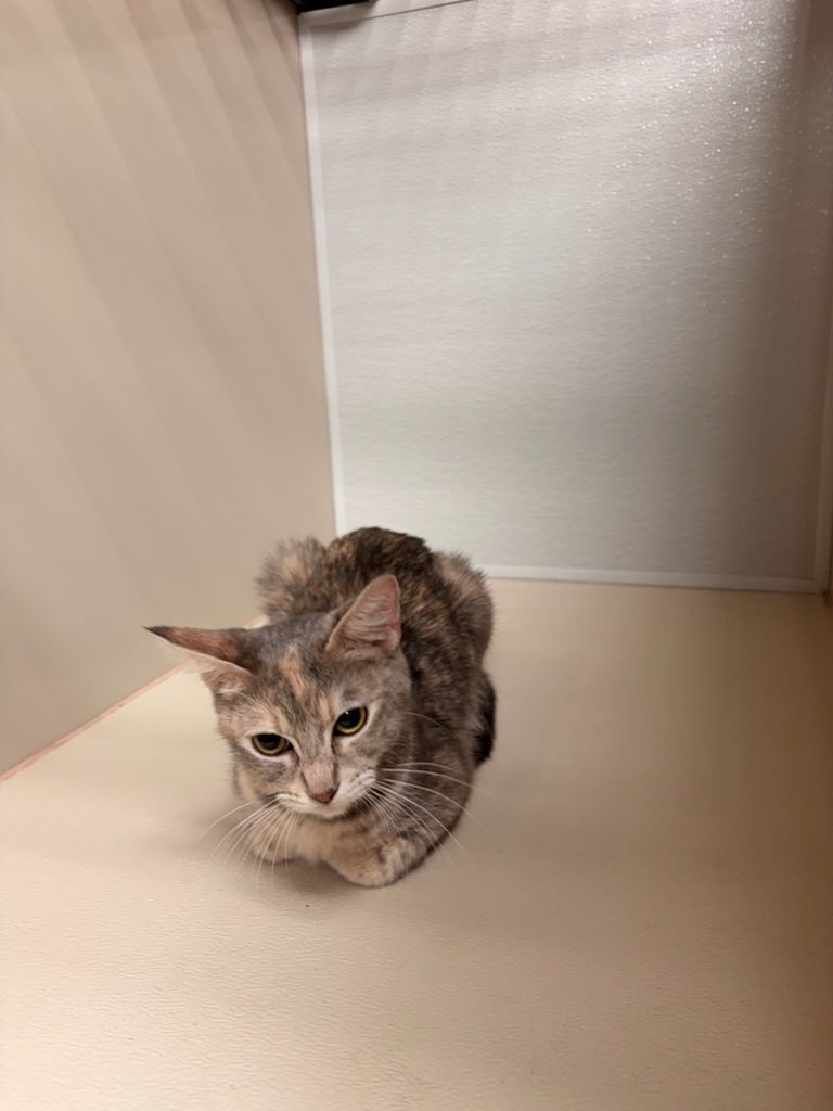 Shelter Stray Female Cat last seen Near BLOCK S FOUNTAIN AVE, WICHITA KS 67218, 3303 N Hillside St, Wichita, KS 67219, USA