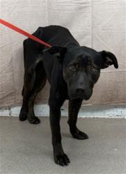 Shelter Stray Male Dog last seen Near BLOCK SUNRISE DR, 333 Chandler Pl, San Bernardino, CA 92408, USA