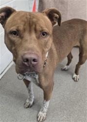 Shelter Stray Male Dog last seen Near BLOCK CABRERA AVE, 333 Chandler Pl, San Bernardino, CA 92408, USA