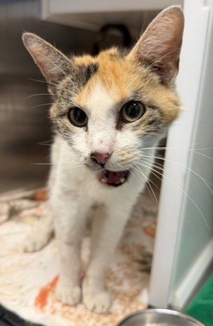 Shelter Stray Female Cat last seen Near BLOCK RIVERDALE RD, 12155 Park Blvd, Brighton, CO 80601, USA