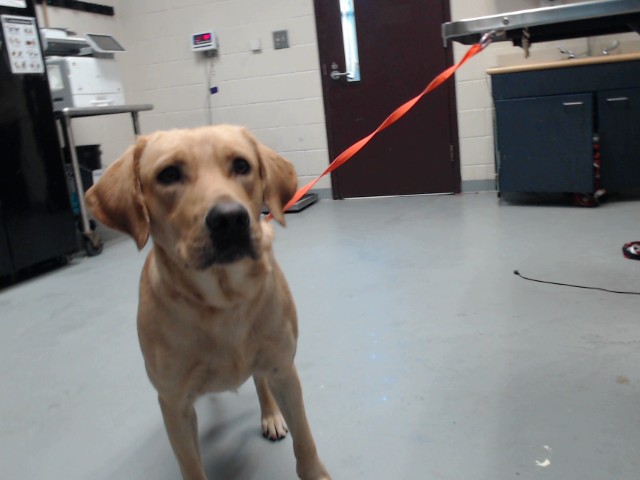 Shelter Stray Male Dog last seen Near PARKTON RD, HOPE MILLS NC 28348, 4704 Corporation Dr, Fayetteville, NC 28306, USA