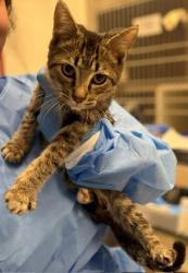 Shelter Stray Male Cat last seen Near BLOCK RIVERDALE RD, 12155 Park Blvd, Brighton, CO 80601, USA