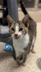 Shelter Stray Male Cat last seen Near BLOCK RIVERDALE RD, 12155 Park Blvd, Brighton, CO 80601, USA