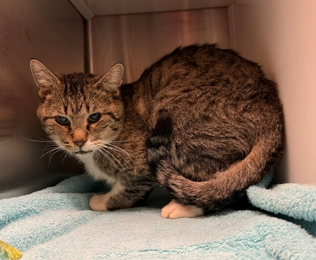 Shelter Stray Male Cat last seen Near BLOCK RIVERDALE RD, 12155 Park Blvd, Brighton, CO 80601, USA