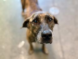 Shelter Stray Female Dog last seen Near BLOCK & LAKE YALE BAPTIST ASSEMBLY RD LEESBURG, 12280 County Rd 448, Tavares, FL 32778, USA