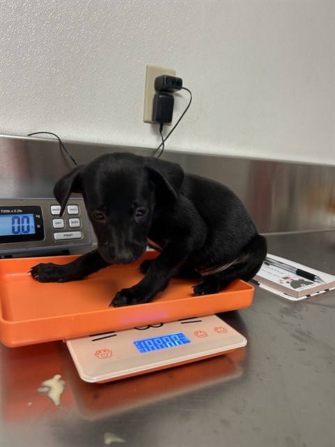Shelter Stray Female Dog last seen Near BLOCK W ROSAMOND BLVD, ROSAMOND CA 93560, 3951 Fruitvale Ave, Bakersfield, CA 93308, USA