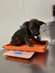 Shelter Stray Female Dog last seen Near BLOCK W ROSAMOND BLVD, ROSAMOND CA 93560, 3951 Fruitvale Ave, Bakersfield, CA 93308, USA
