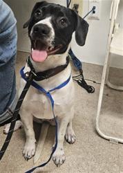 Shelter Stray Female Dog last seen Near BLOCK SHEILA ST, BAKERSFIELD CA 93306, 3951 Fruitvale Ave, Bakersfield, CA 93308, USA