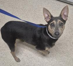 Shelter Stray Female Dog last seen Near BLOCK BEARDSLEY AVE, BAKERSFIELD CA 93308, 3951 Fruitvale Ave, Bakersfield, CA 93308, USA
