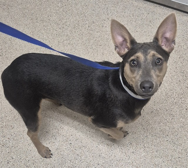 Shelter Stray Female Dog last seen Near BLOCK BEARDSLEY AVE, BAKERSFIELD CA 93308, 3951 Fruitvale Ave, Bakersfield, CA 93308, USA