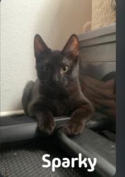 Shelter Stray Male Cat last seen , 957 N Gaffey St, San Pedro, CA 90731, USA