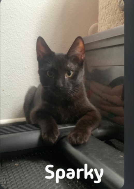 Shelter Stray Male Cat last seen , 957 N Gaffey St, San Pedro, CA 90731, USA