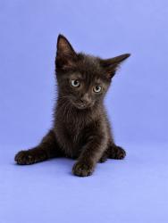 Shelter Stray Male Cat last seen , 1601 Airport Rd, Shelby, NC 28150, USA
