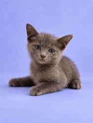 Shelter Stray Male Cat last seen , 1601 Airport Rd, Shelby, NC 28150, USA