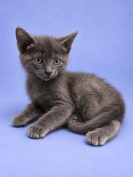 Shelter Stray Male Cat last seen , 1601 Airport Rd, Shelby, NC 28150, USA