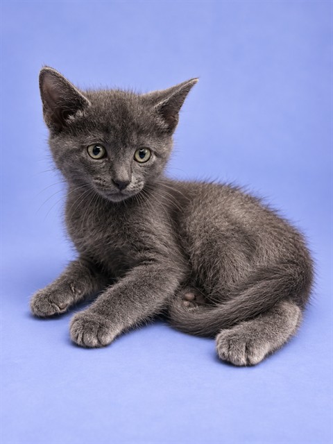 Shelter Stray Male Cat last seen , 1601 Airport Rd, Shelby, NC 28150, USA