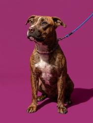 Shelter Stray Female Dog last seen SPRINGFIELD DOG PARK, 2020 Forest St, Jacksonville, FL 32204, USA