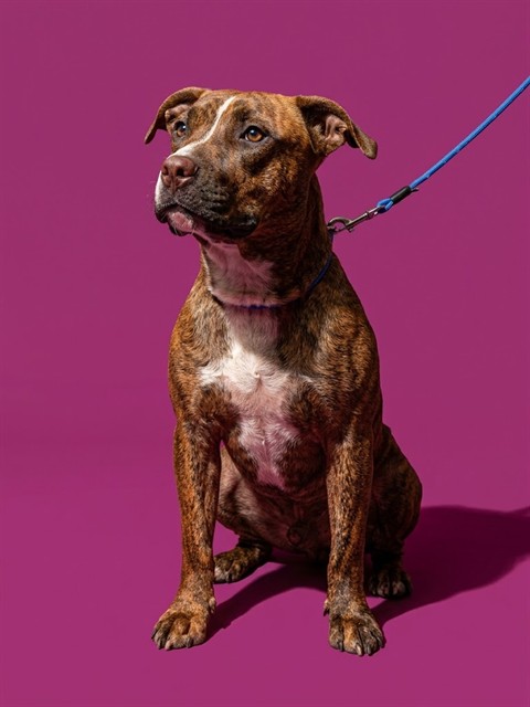 Shelter Stray Female Dog last seen SPRINGFIELD DOG PARK, 2020 Forest St, Jacksonville, FL 32204, USA