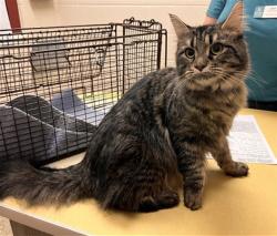Shelter Stray Female Cat last seen Near BLOCK RIVIERA GRV, COLORADO SPRINGS CO 80922, 610 Abbot Ln, Colorado Springs, CO 80905, USA