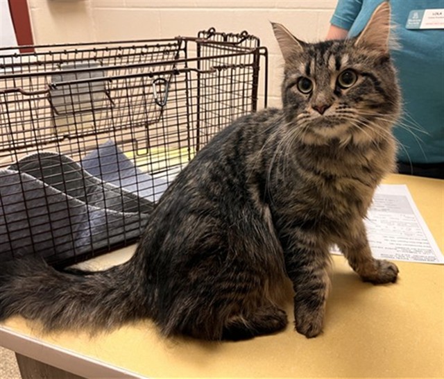 Shelter Stray Female Cat last seen Near BLOCK RIVIERA GRV, COLORADO SPRINGS CO 80922, 610 Abbot Ln, Colorado Springs, CO 80905, USA