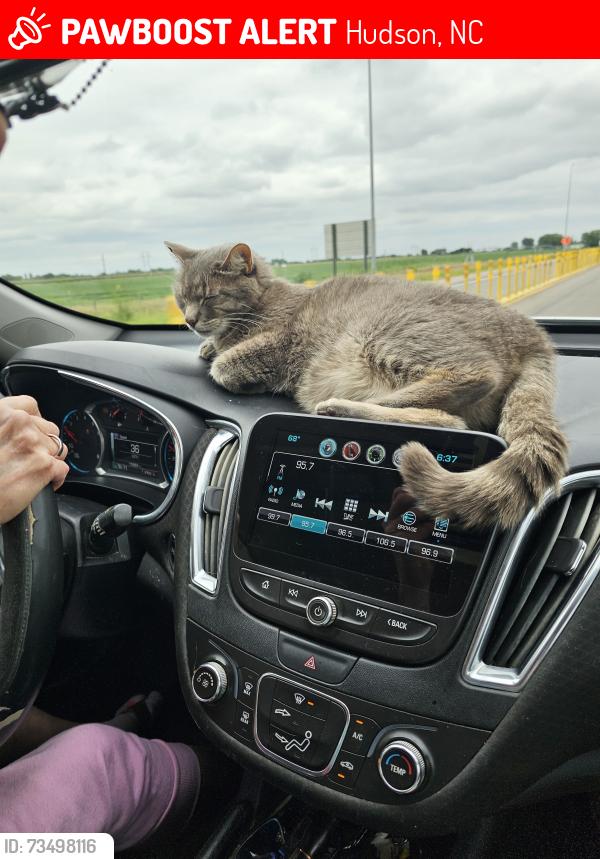 Lost Male Cat last seen Right before tri country speedway off hickory nut ridge road, Hudson, NC 28638