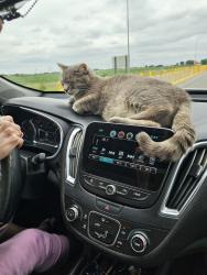 Lost Male Cat last seen Right before tri country speedway off hickory nut ridge road, Hudson, NC 28638