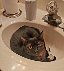Lost Female Cat last seen Hamilton & Galveston, Chandler, AZ 85225